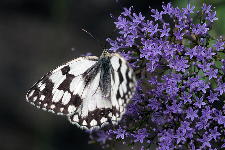 Melanargia lachesis