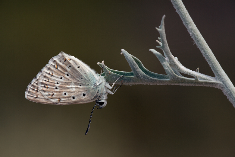 Polyommatus albicans