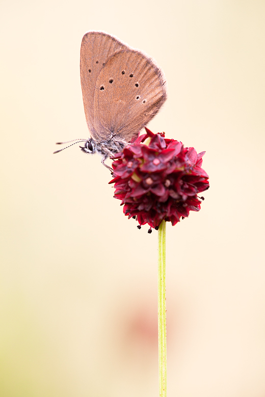 Phengaris nausithous