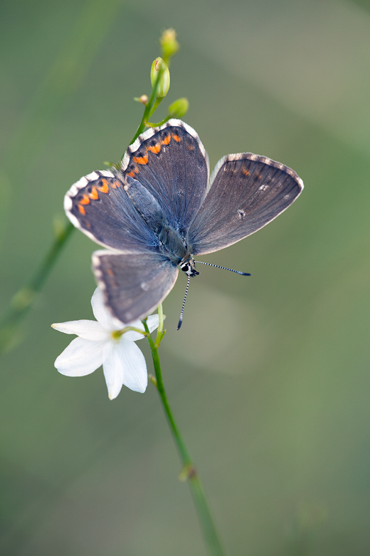 Polyommatus coridon