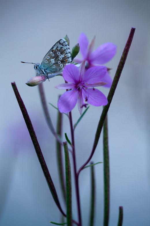 Polyommatus coridon