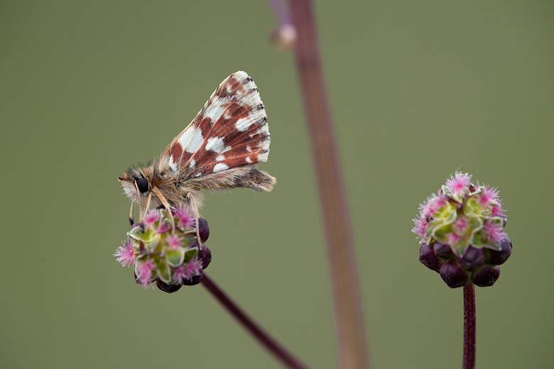 Spialia sertorius