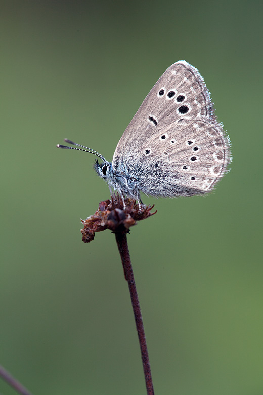 Glaucopsyche melanops