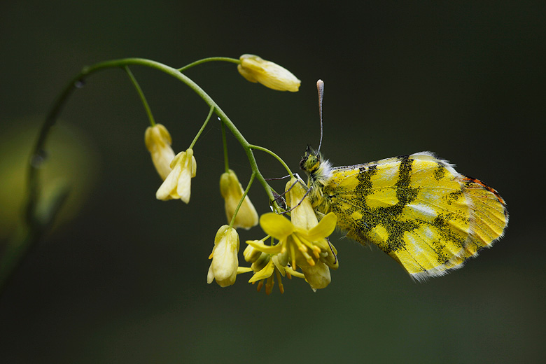 Anthocharis euphenoides