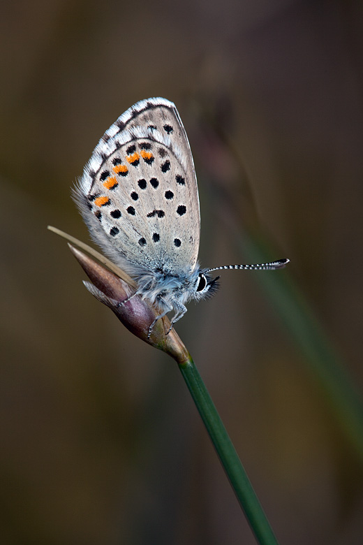 Pseudophilotes baton