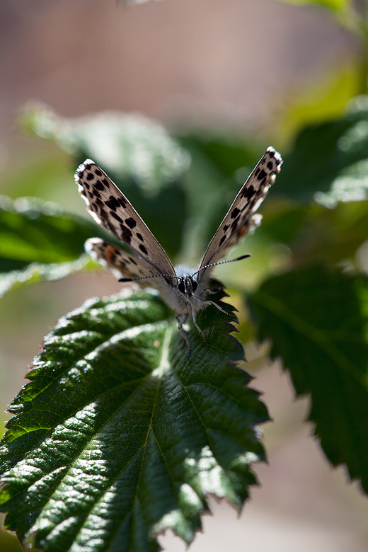 Scolitantides orion