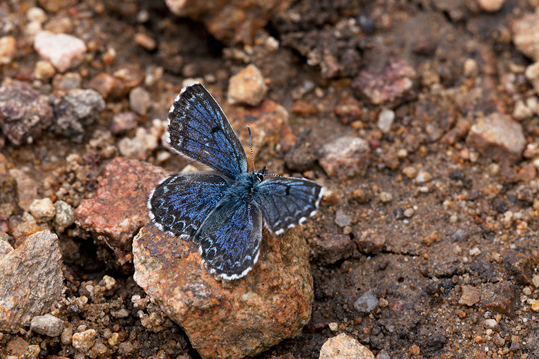 Scolitantides orion