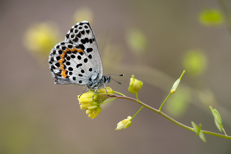 Scolitantides orion