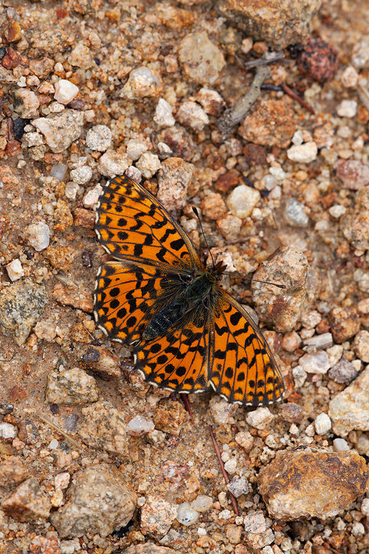 Boloria dia