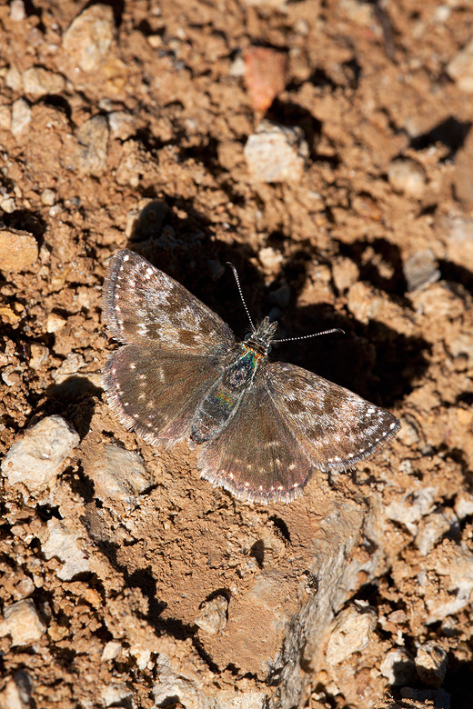 Erynnis tages