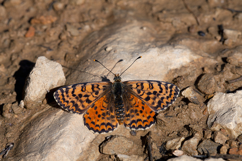 Melitaea didyma