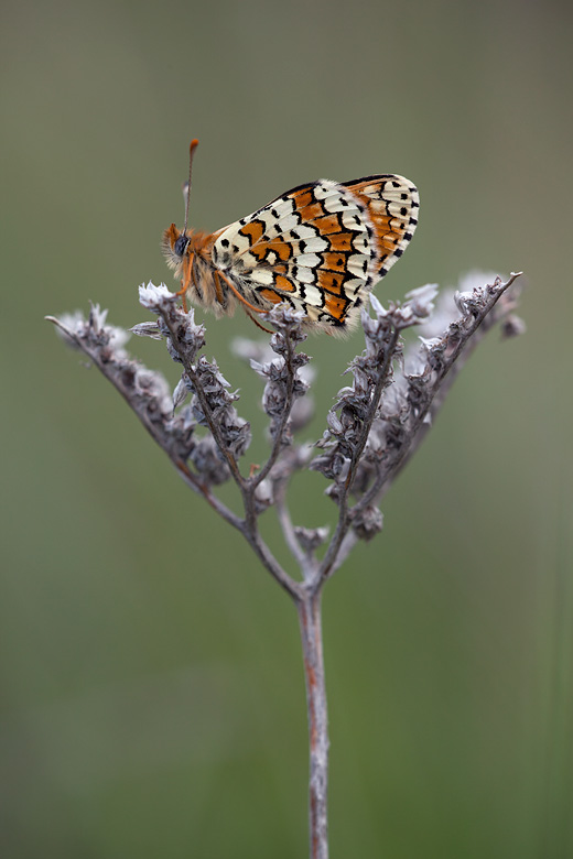 Melitaea cinxia