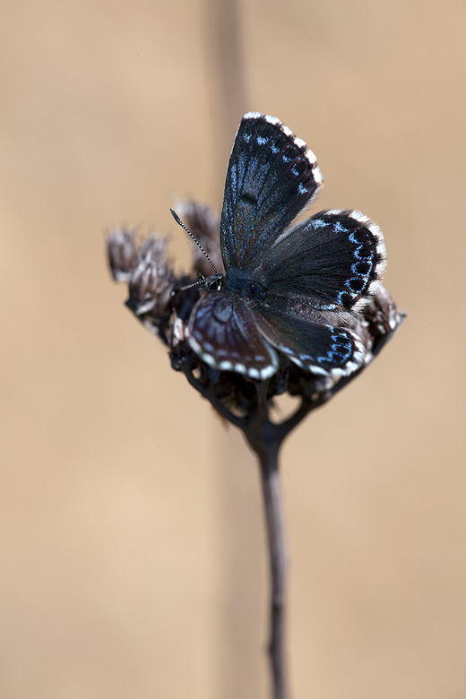 Scolitantides orion