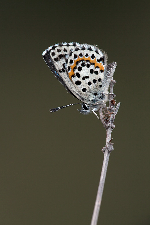 Scolitantides orion