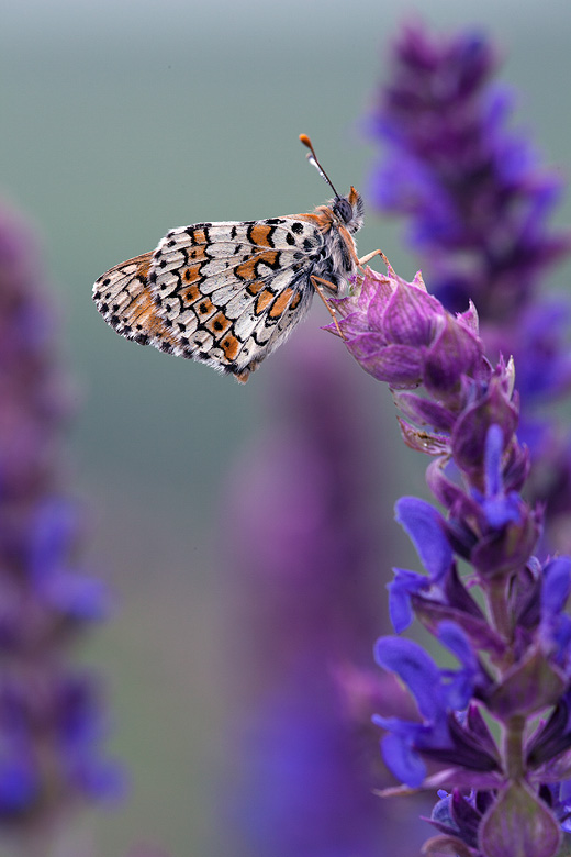 Melitaea phoebe