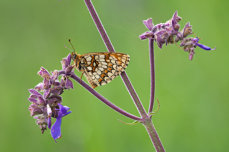 Melitaea aurelia