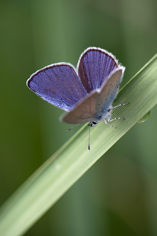 Polyommatus semiargus