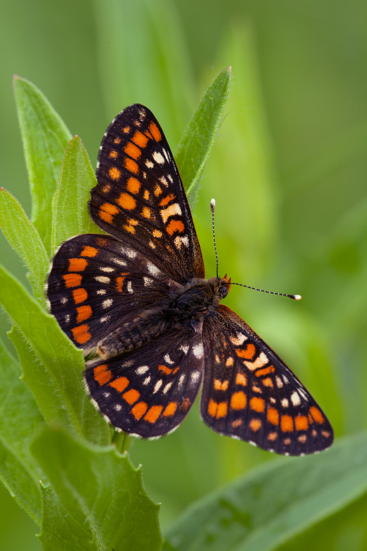 Euphydryas maturna