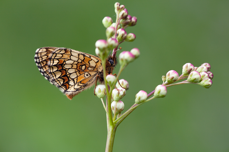 Melitaea britomartis