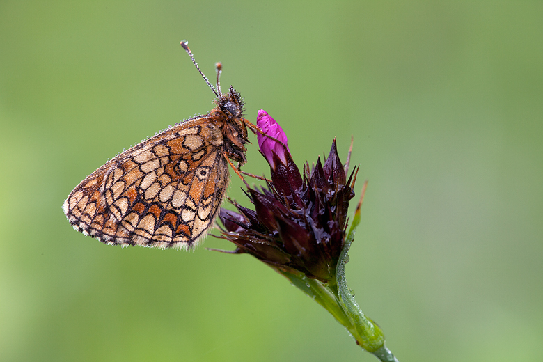 Melitaea britomartis