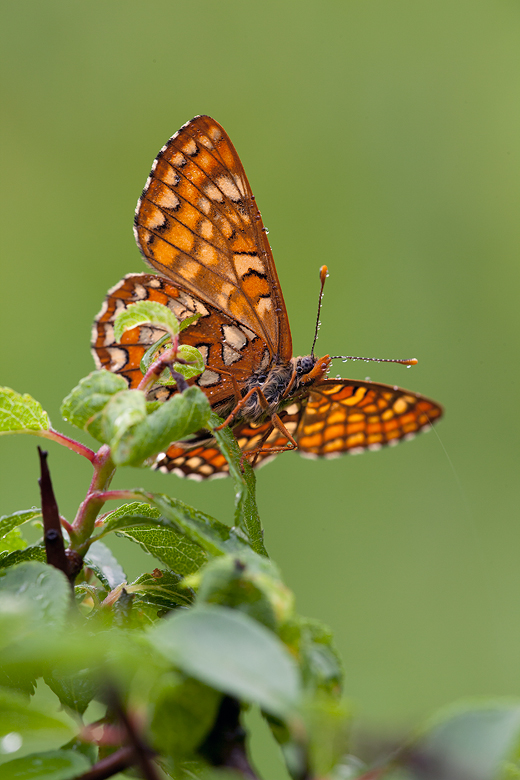 Euphydryas maturna