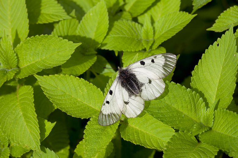 Parnassius mnemosyne