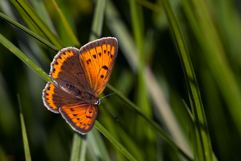 Lycaena dispar