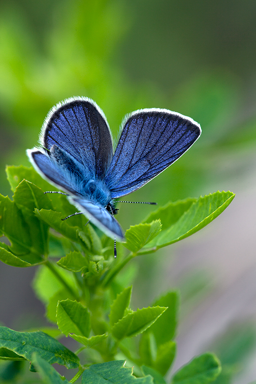 Polyommatus semiargus