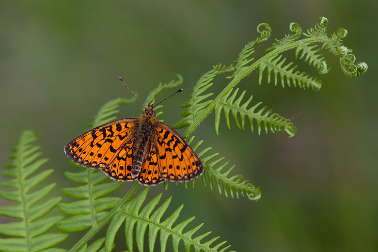 Boloria selene