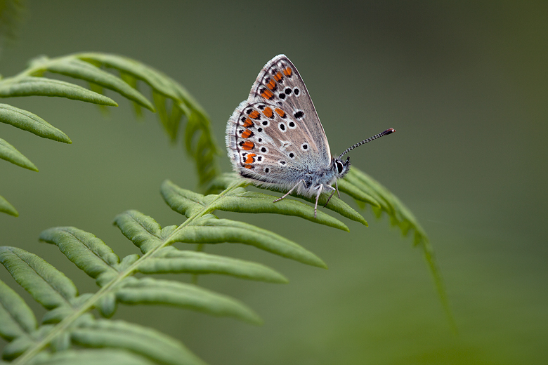 Aricia agestis