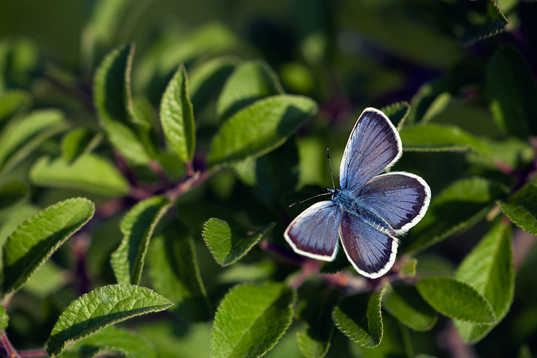 Plebejus argus