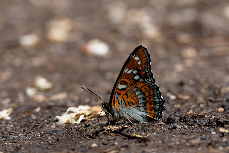 Limenitis populi