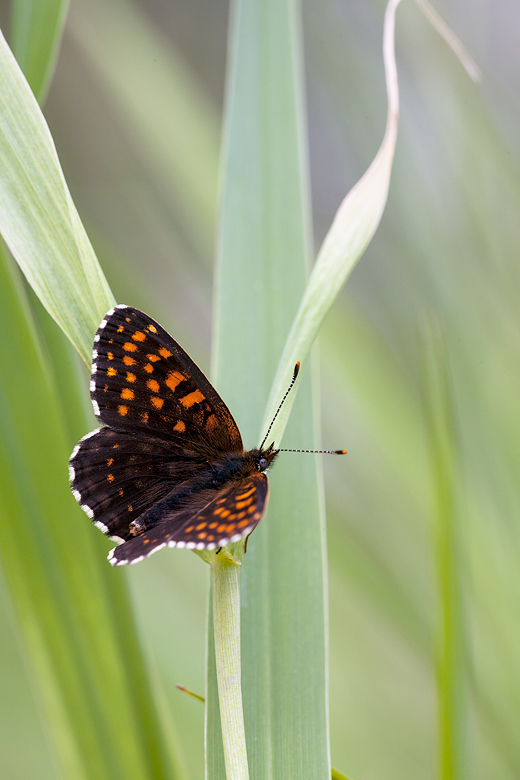 Melitaea diamina