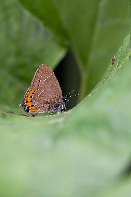 Satyrium pruni