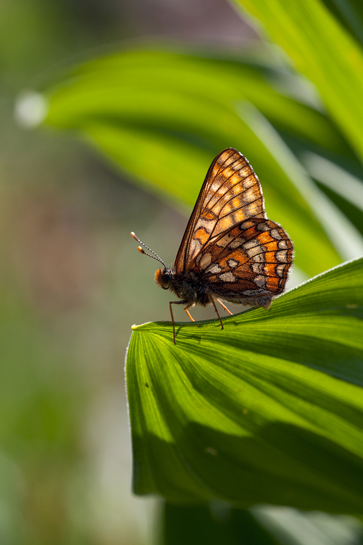 Euphydryas intermedia