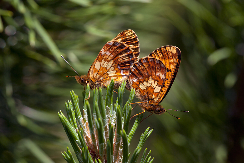 Boloria thore