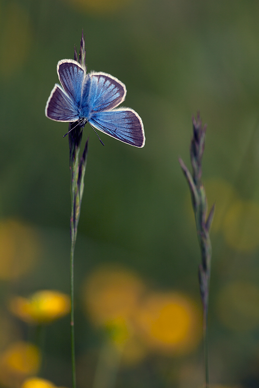 Polyommatus damon