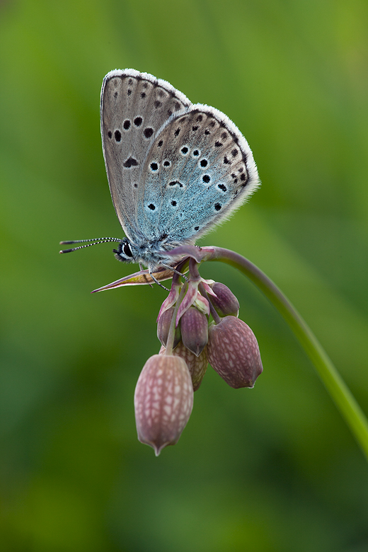 Maculinea arion