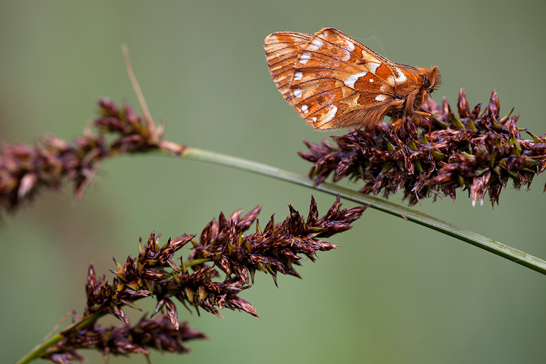 Boloria napaea