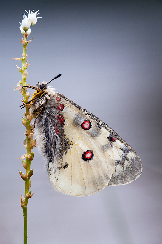 Parnassius phoebus