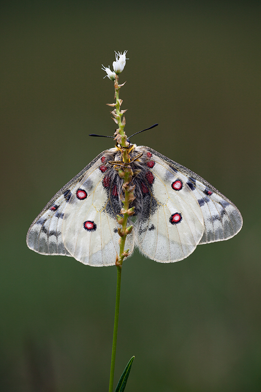 Parnassius phoebus