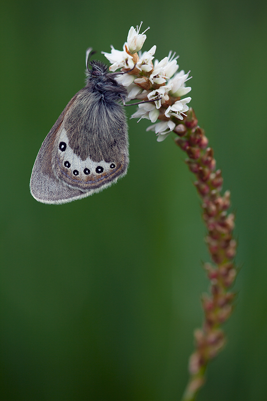 Coenonympha gardetta