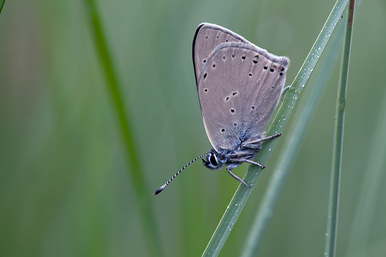 Lycaena hippothoe (eurydame)