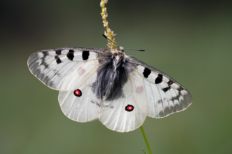 Parnassius phoebus