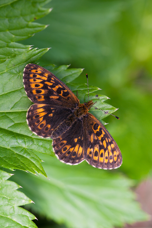 Boloria thore