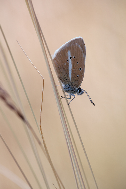 Polyommatus damon