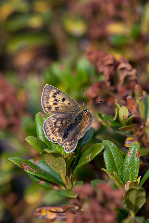 Lycaena virgaureae (montanus)