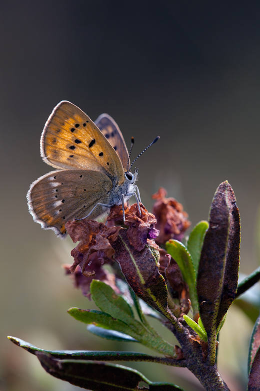 Lycaena virgaureae (montanus)