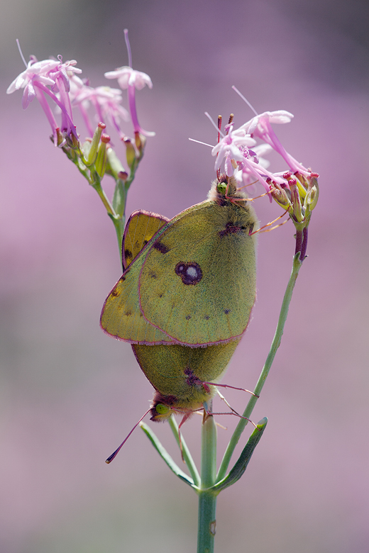 Colias alfacariensis