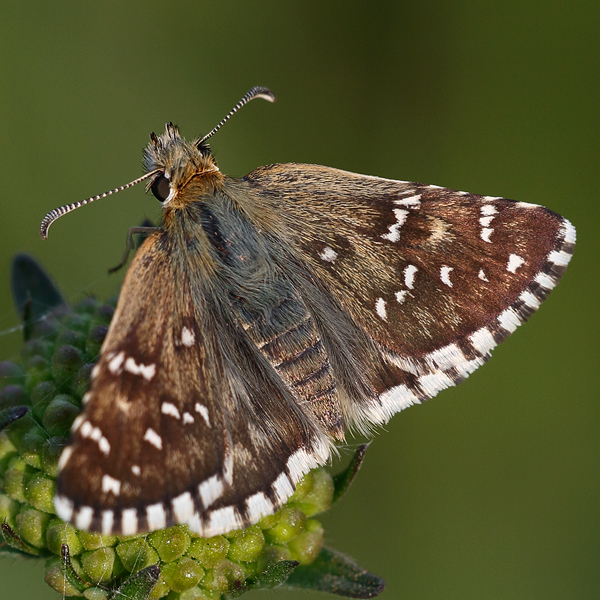 Pyrgus onopordi